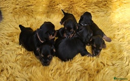 Yorkshire Terrier dogs for sale: Yorkshire Terrier puppies - Image 7