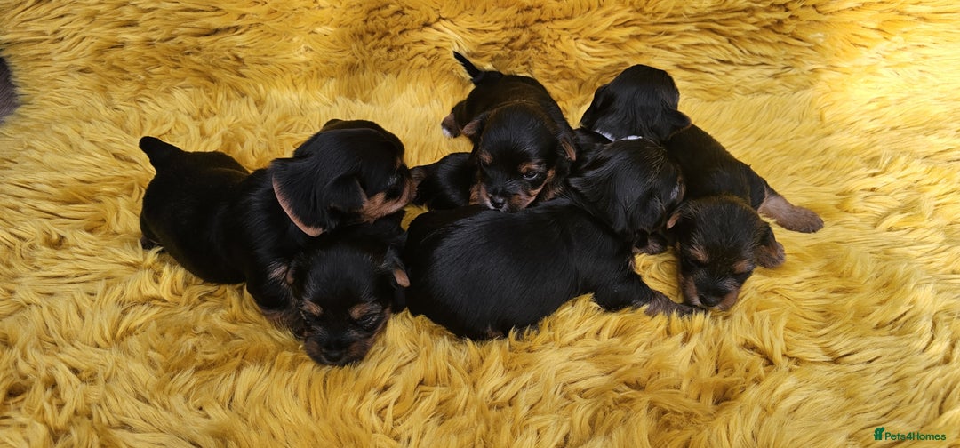 Yorkshire Terrier dogs for sale: Yorkshire Terrier puppies - Image 7