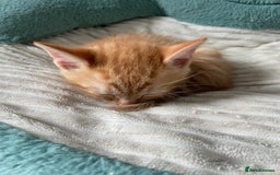 British Shorthair cats for sale: Gorgeous Kittens For Sale, Very Loving & Playful - Image 8