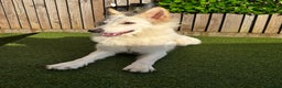 German Shepherd dogs for sale: Adorable White German Shepherd for Rehoming - Advert 2