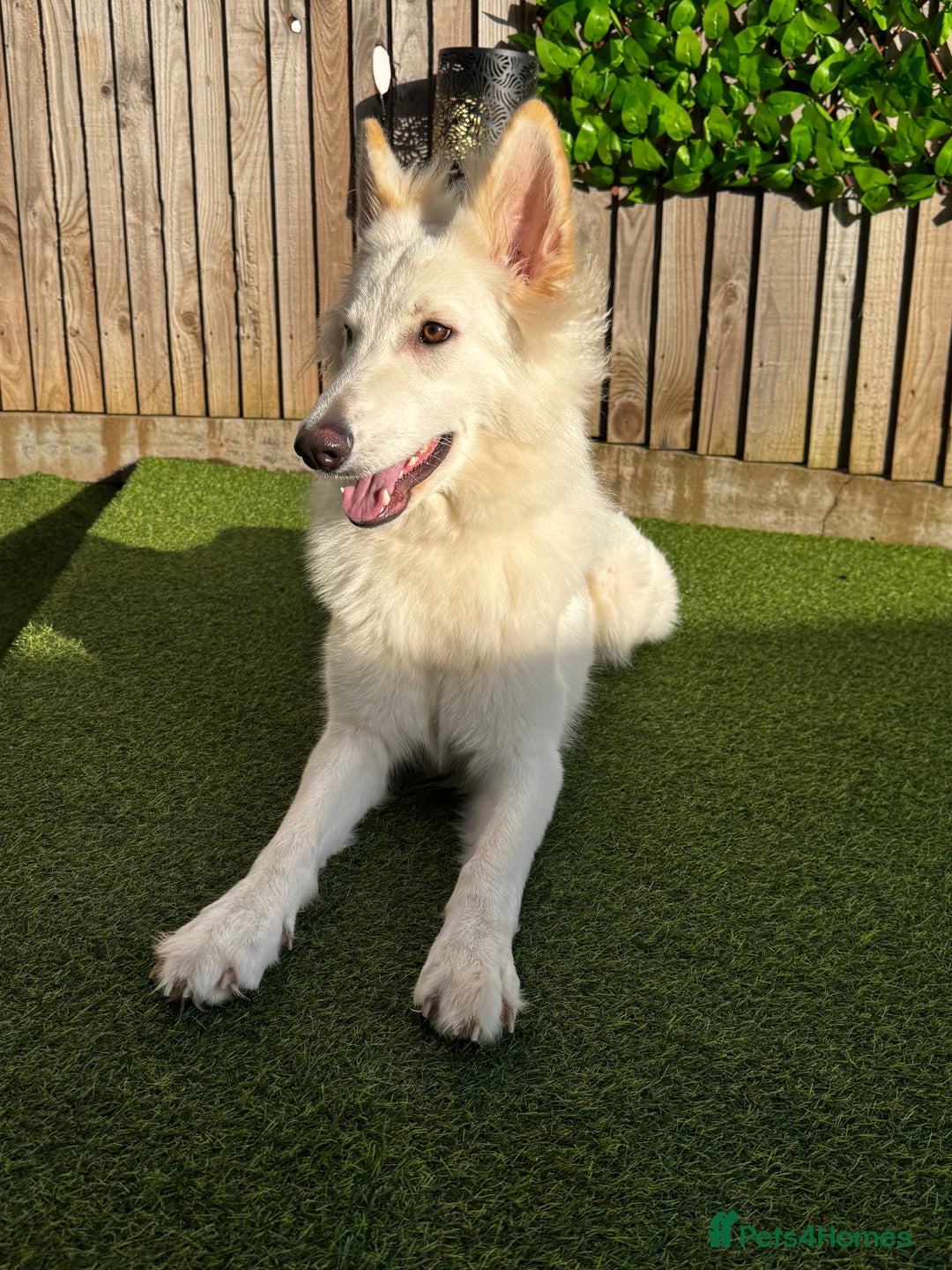 German Shepherd dogs for sale: Adorable White German Shepherd for Rehoming - Advert 2