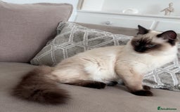Ragdoll cats for sale: 17 week old male ragdoll kitten - Image 7