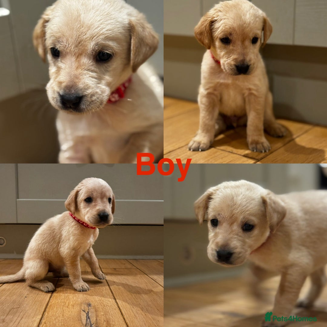 Goldador dogs for sale: Goldador puppies, Labrador x Golden Retiever  - Image 6
