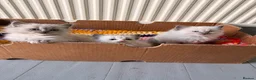Ragdoll cats for sale: Beautiful Blue-Eyed Ragdoll Kittens - Advert 24