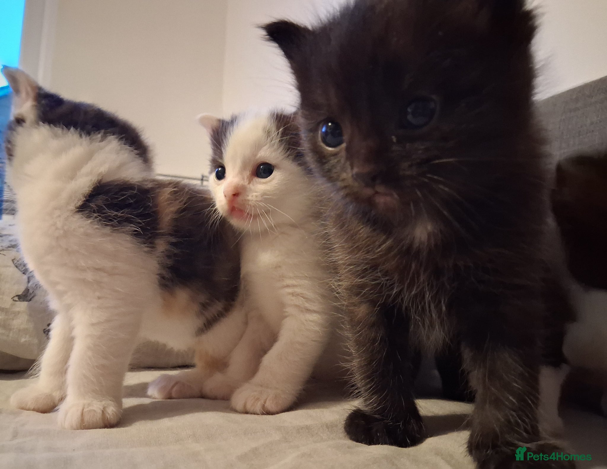 Maine Coon cats Fluffy Ragdoll x Maine Coon Kittens Available Soon - Advert 1
