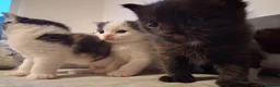 Maine Coon cats for sale: Fluffy Ragdoll x Maine Coon Kittens Available Soon - Advert 1
