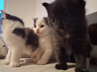 Maine Coon cats Fluffy Ragdoll x Maine Coon Kittens Available Soon - Advert 1
