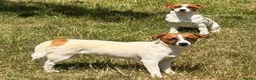 Jack Russell dogs for adoption: BASMA – Jack Russell Terrier - Advert 4