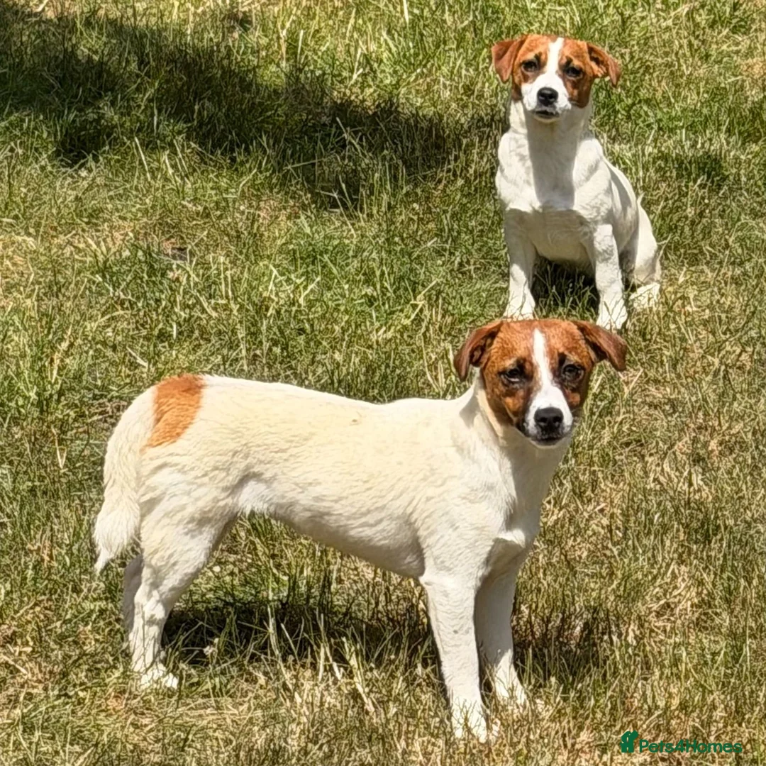Jack Russell dogs for adoption: BASMA – Jack Russell Terrier - Advert 4