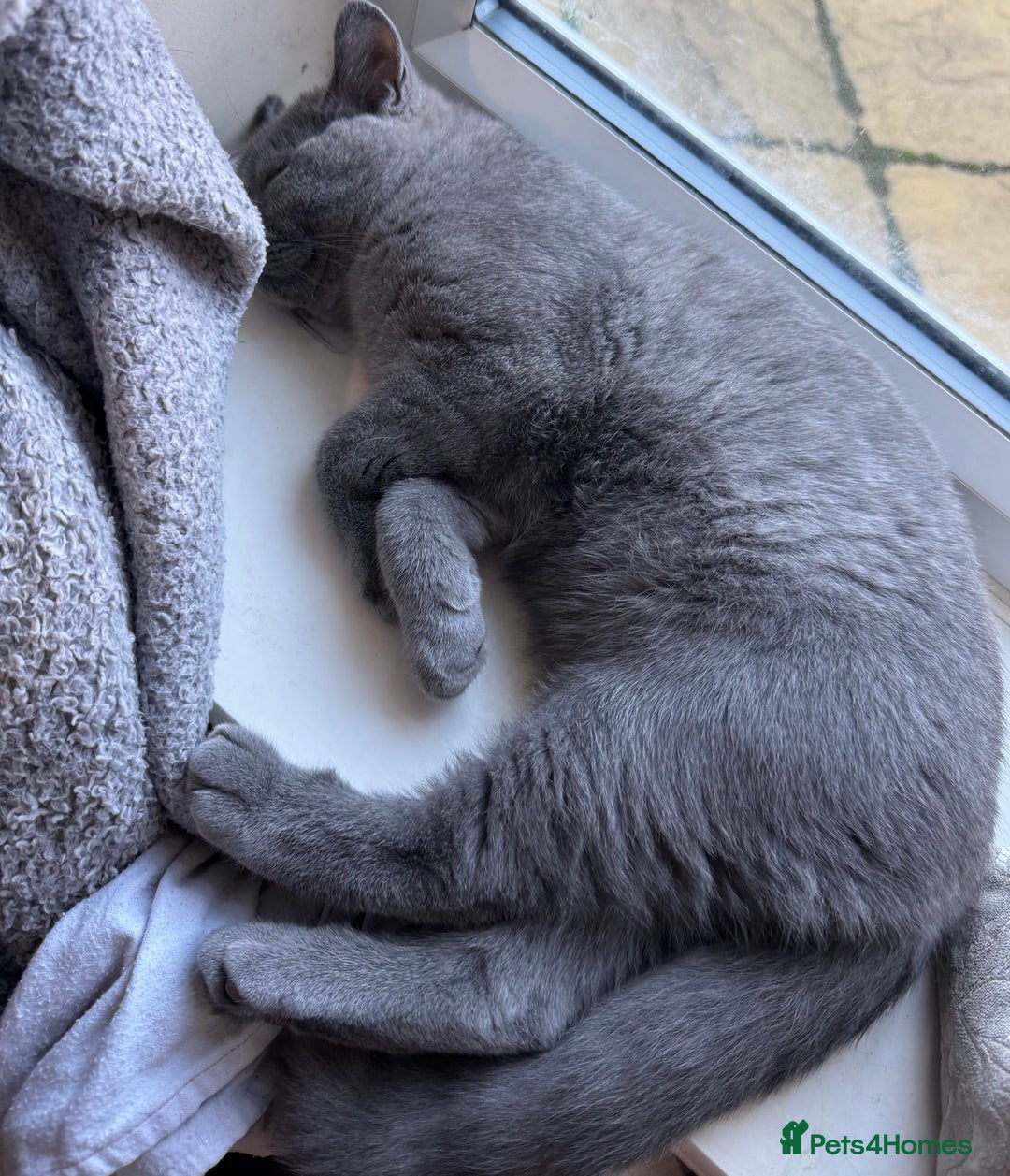 British Shorthair cats for sale: Fluffy British shorthair-perfect family companion  - Advert 2