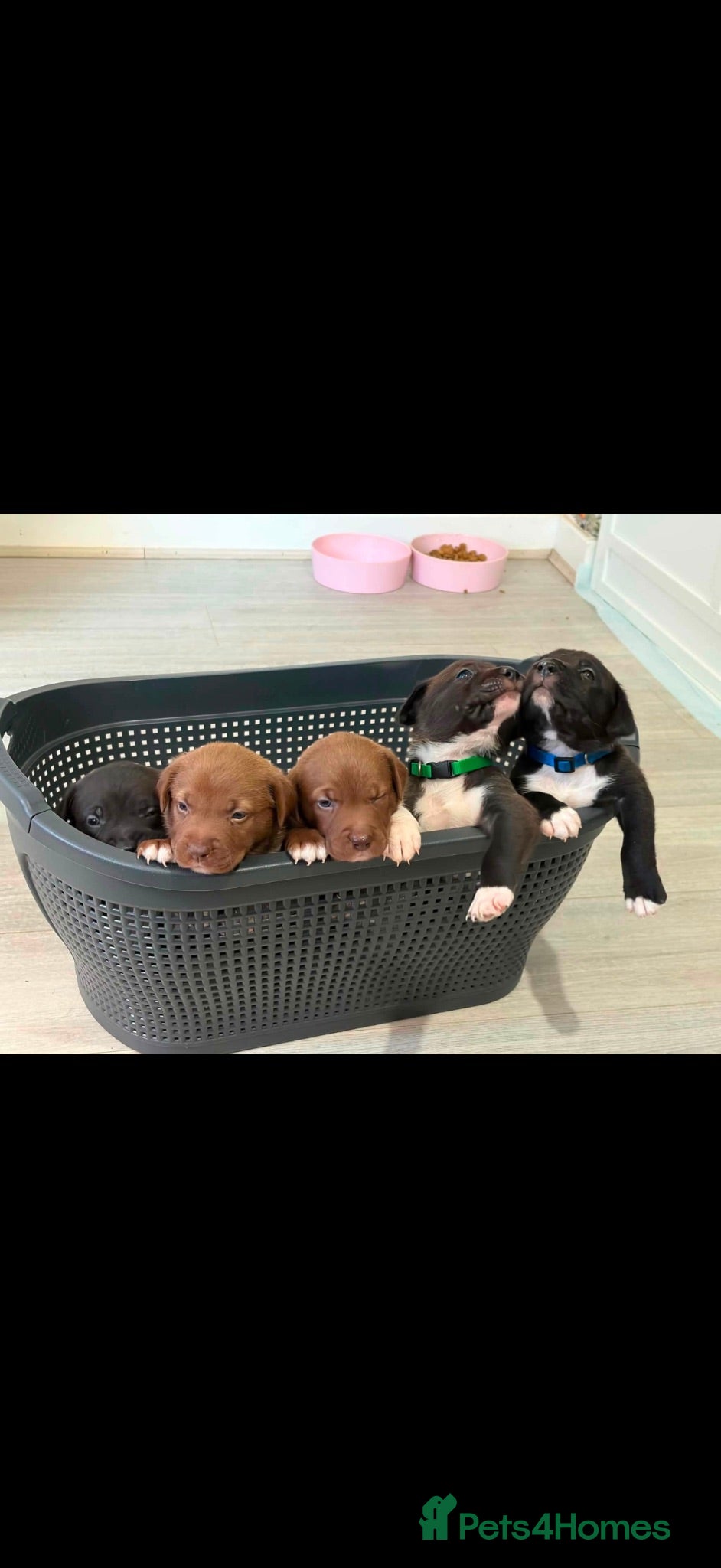 Mixed Breed dogs Border Collie x American Bully pups  - Advert 12