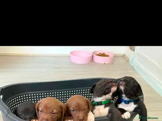 Mixed Breed dogs Border Collie x American Bully pups - Advert 12
