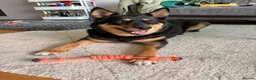 Pomsky dogs for sale: Pomsky for adoption  - Advert 4