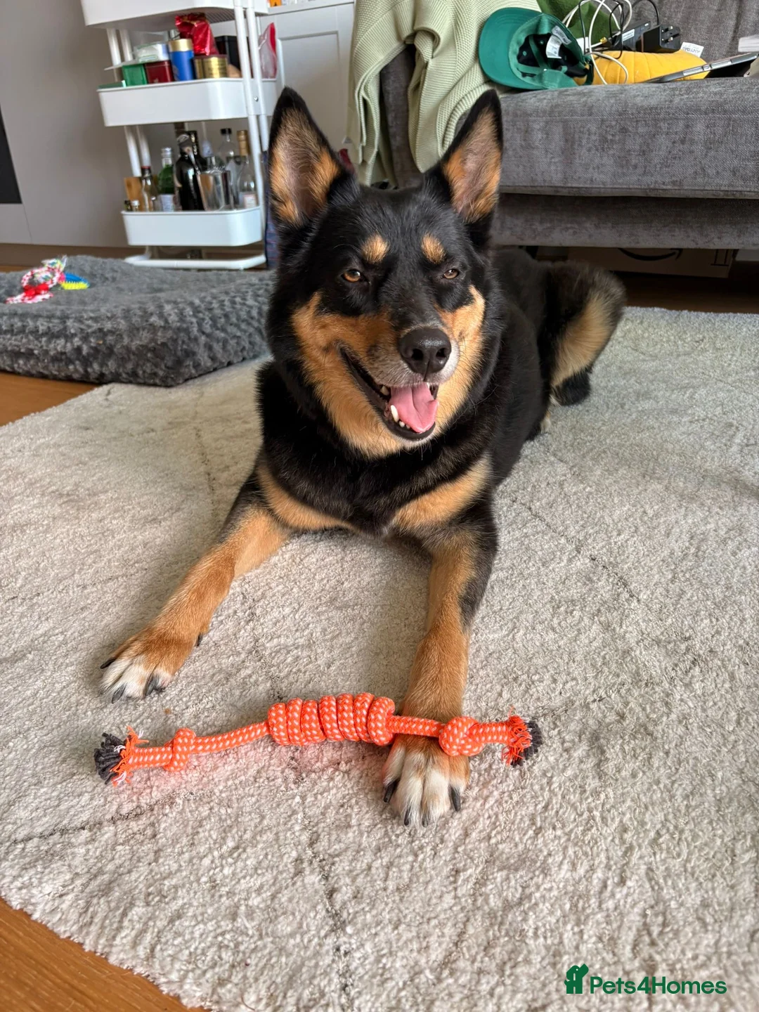 Pomsky dogs for sale: Pomsky for adoption  - Advert 4