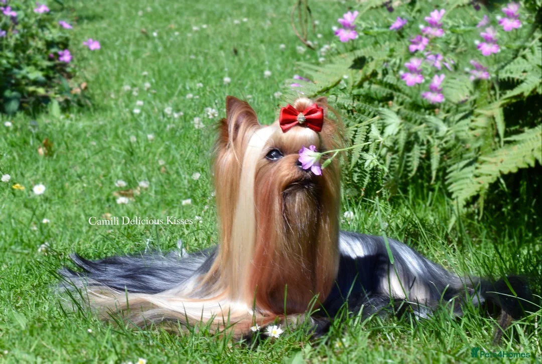 Yorkshire Terrier dogs for stud: 💚Yorkshire terrier sweet boy KC reg 💚 in Liverpool - Advert 8