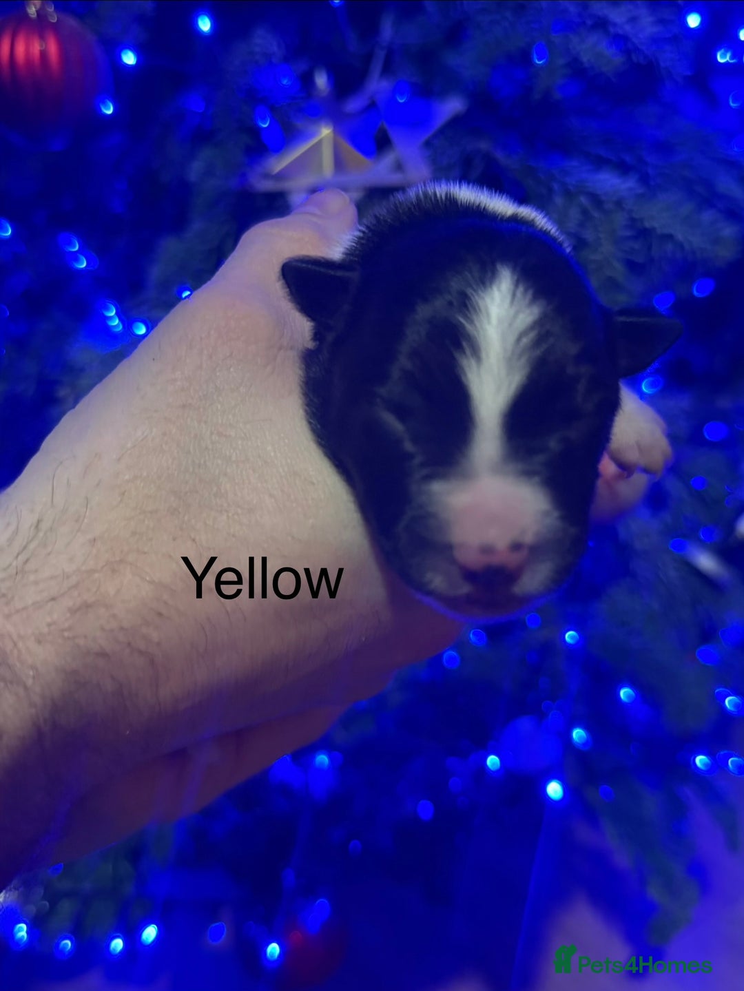 Border Collie dogs for sale: Family-Raised Border Collie Pups - Advert 13