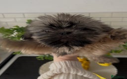 Shih Tzu dogs for sale: LAST BOY READY NOW shih tzu puppies for sale  - Image 15