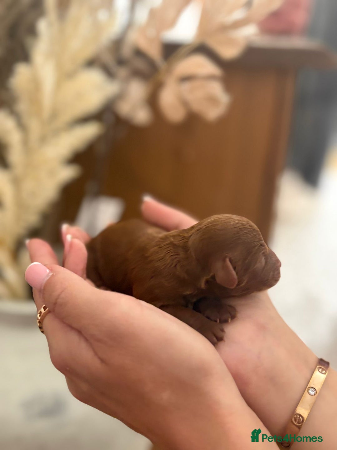 Cavapoochon dogs for sale: Cavapoochons!!🐶🐶 - Image 3