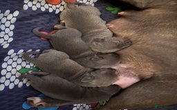 Staffordshire Bull Terrier dogs for sale: Blue staffy pups - Image 5