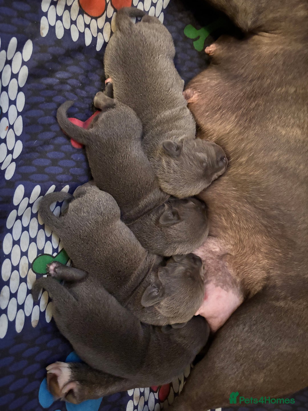 Staffordshire Bull Terrier dogs for sale: Blue staffy pups - Image 5