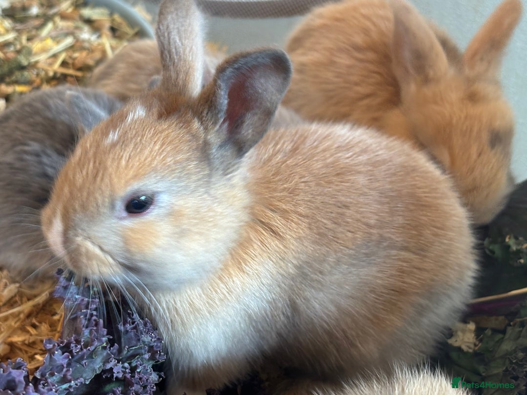 Mini Lop rabbits for sale: Mini Lops & Mini Lion Lops. Separate litters - Image 34