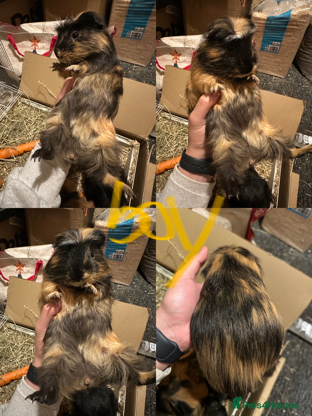 Guinea Pig rodents for sale: Lovely and friendly guinea pigs - Advert 8