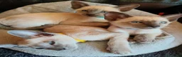 Siamese cats for sale: Gorgeous Siamese kittens!!! - Advert 4