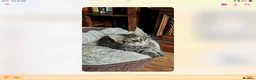 Maine Coon cats for sale: Tica Reg Maine Coons - Advert 7