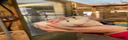 Guinea Pig rodents for sale: Stunning baby girl/sow guinea pigs  - Advert 7
