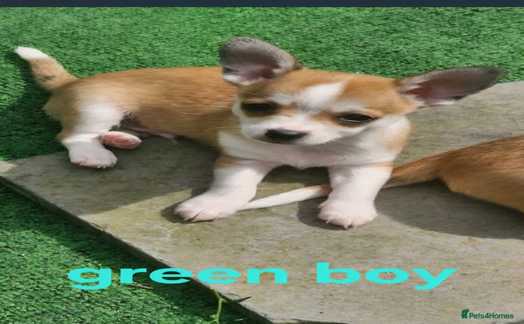 Mixed Breed dogs - Advert 6