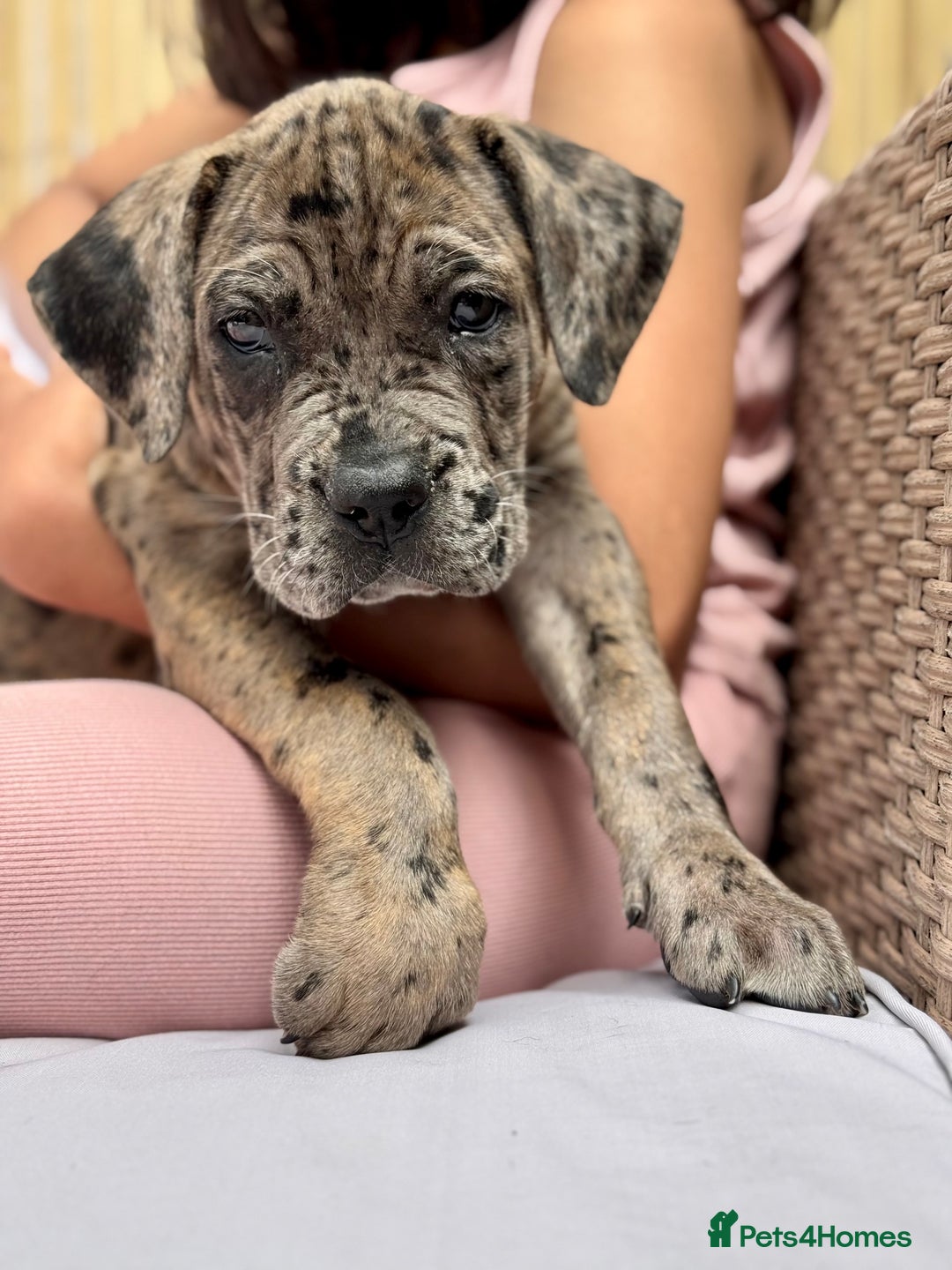 Mixed Breed dogs for sale: Last Four Mastiff pups available  - Image 4
