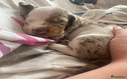 Dachshund dogs for sale: 3 male 2 female dashound puppies ready to go. - Image 21