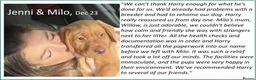 Labrador Retriever dogs for sale: Red Fox Labs : Health Checked-KC Reg,FTCH Pedigree - Advert 16