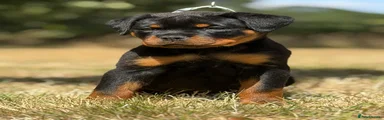 Rottweiler 4