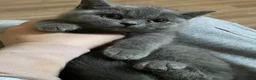British Shorthair cats for sale: Stunning Blue & Black GCCF Kittens - Advert 8