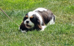 Cavalier King Charles Spaniel dogs for sale: Beautifully marked tri-colour Dog puppy - Image 4