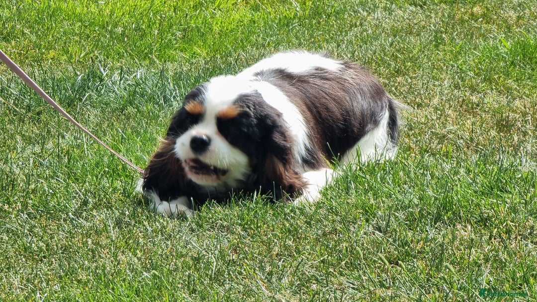 Cavalier King Charles Spaniel dogs for sale: Beautifully marked tri-colour Dog puppy - Image 4