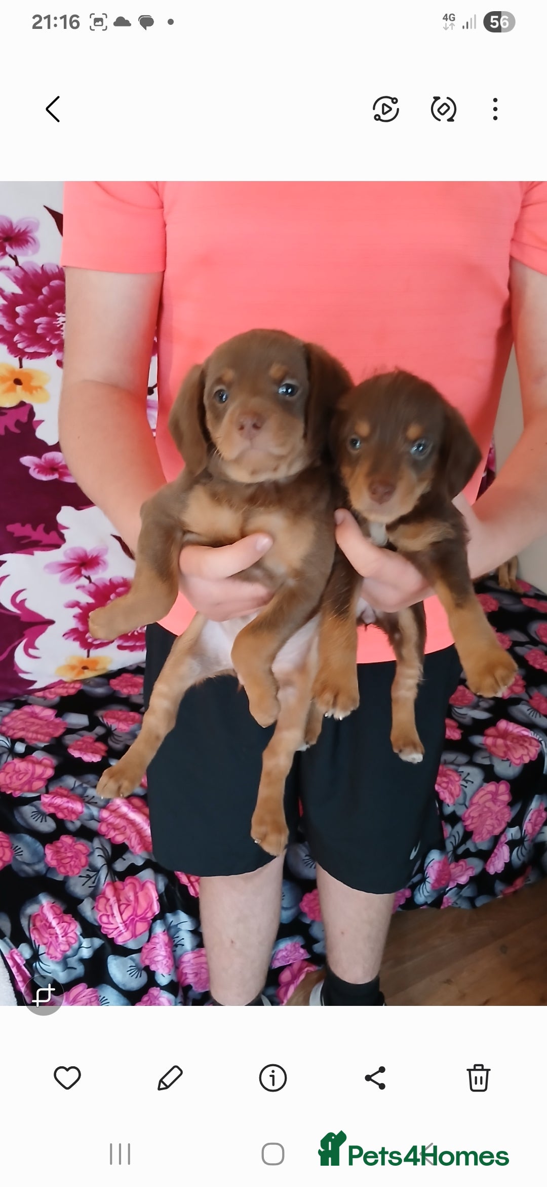Doxiepoo dogs for sale:  Beautiful doxipoos - Image 5