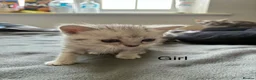 American Shorthair cats for sale:  Little treasures with big hearts  - Advert 2