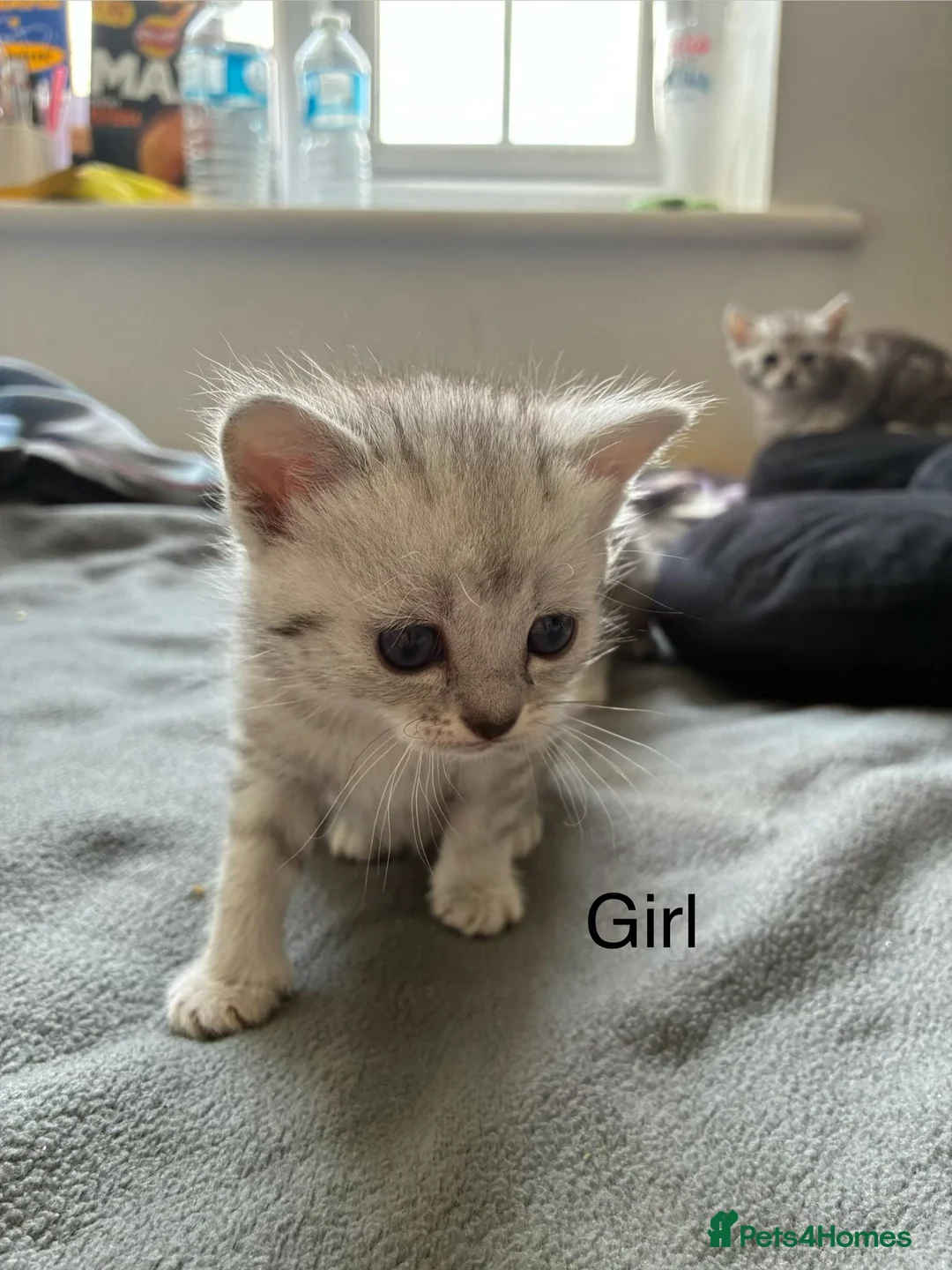 American Shorthair cats for sale:  Little treasures with big hearts  - Advert 2