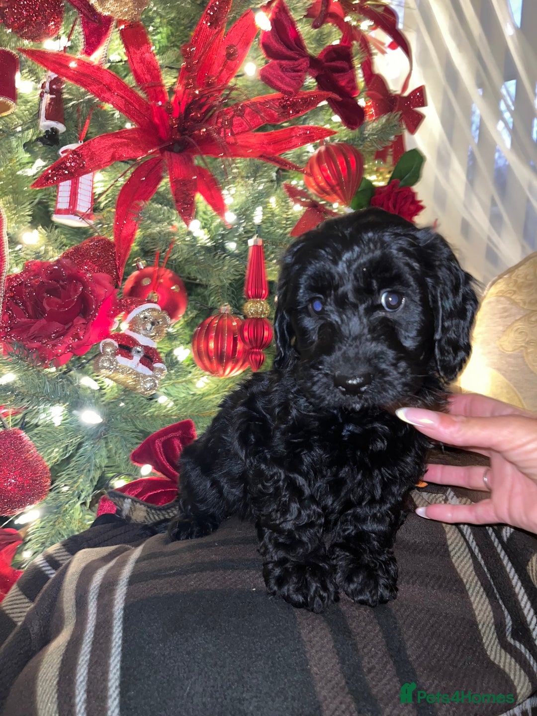 Cockapoo dogs for sale: F1 toy Cockerpoo  - Advert 12