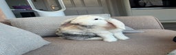 English Lop rabbits for sale: Flip Male Lop Kind, Loyal, Caring - Advert 7