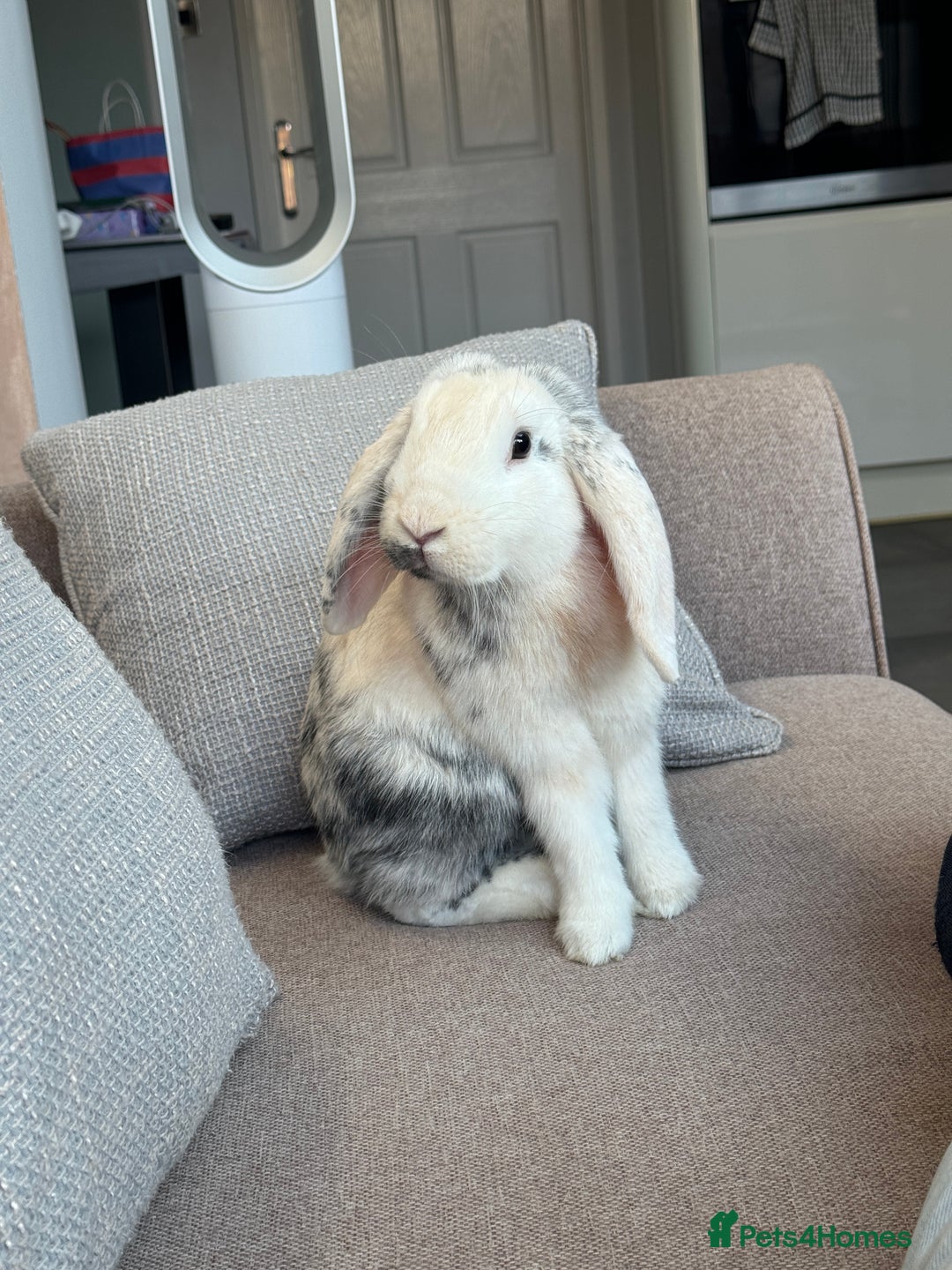 English Lop rabbits for sale: Flip Male Lop Kind, Loyal, Caring - Advert 7