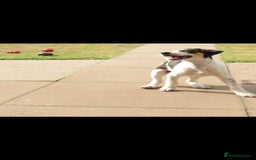 Mixed Breed dogs for sale: Foxhound/Lurcher Female Puppy - Image 9