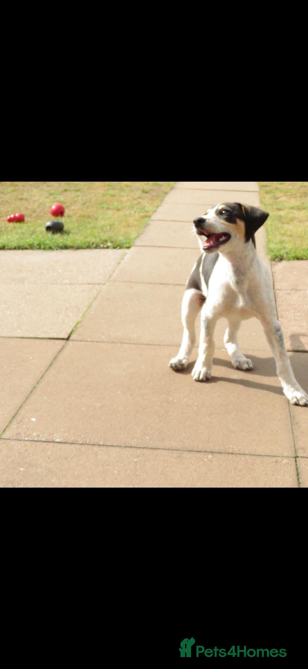 Mixed Breed dogs for sale: Foxhound/Lurcher Female Puppy - Image 9