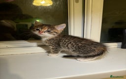 British Shorthair cats for sale: British shorthair mixed  - Image 14