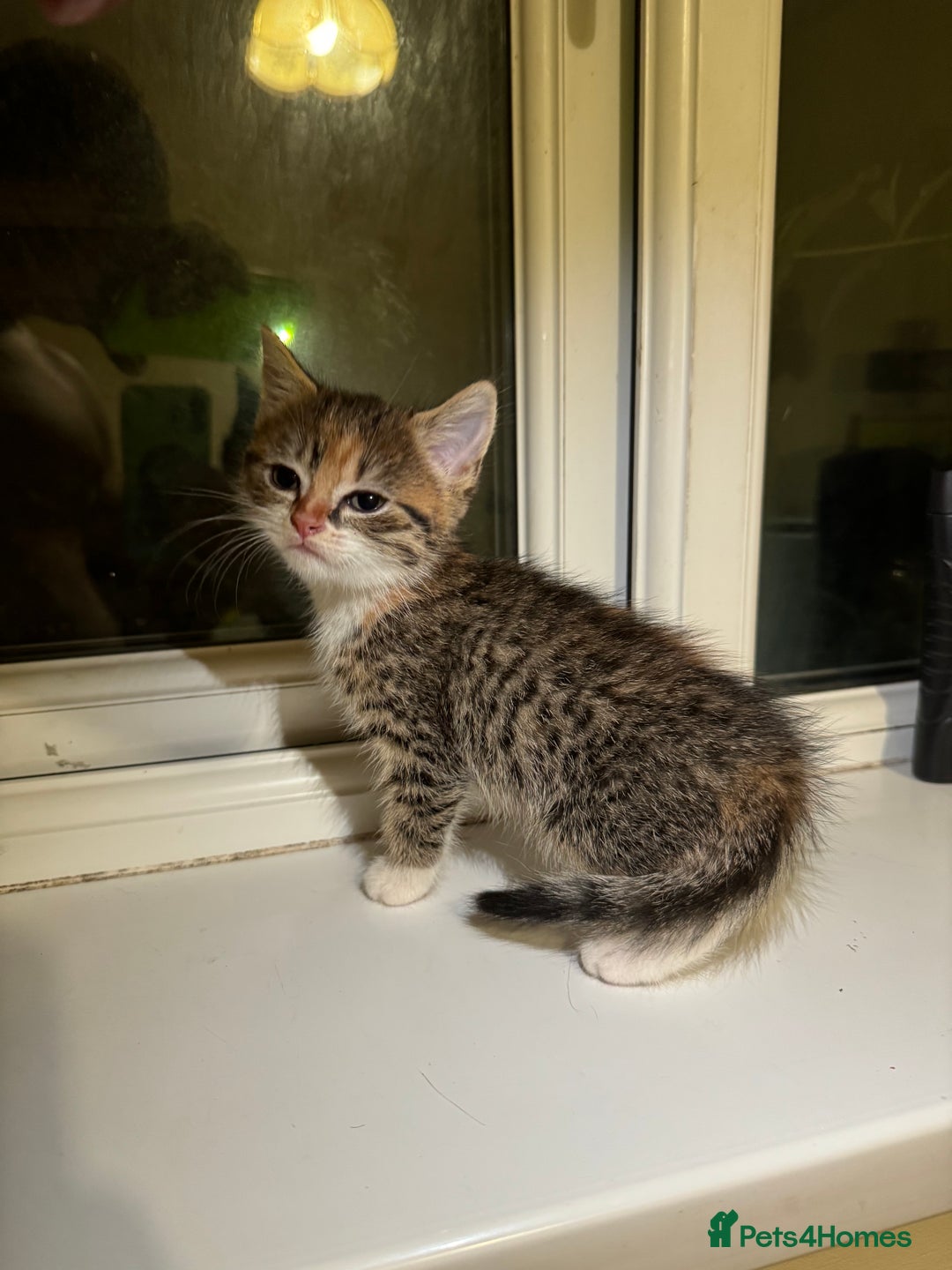 British Shorthair cats for sale: British shorthair mixed  - Image 14
