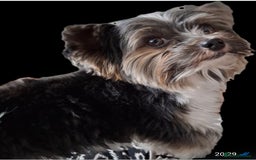 Biewer Terrier dogs for stud: Purebred Pedigree Biewer Terrier Stud in Merthyr Tydfil - Image 30