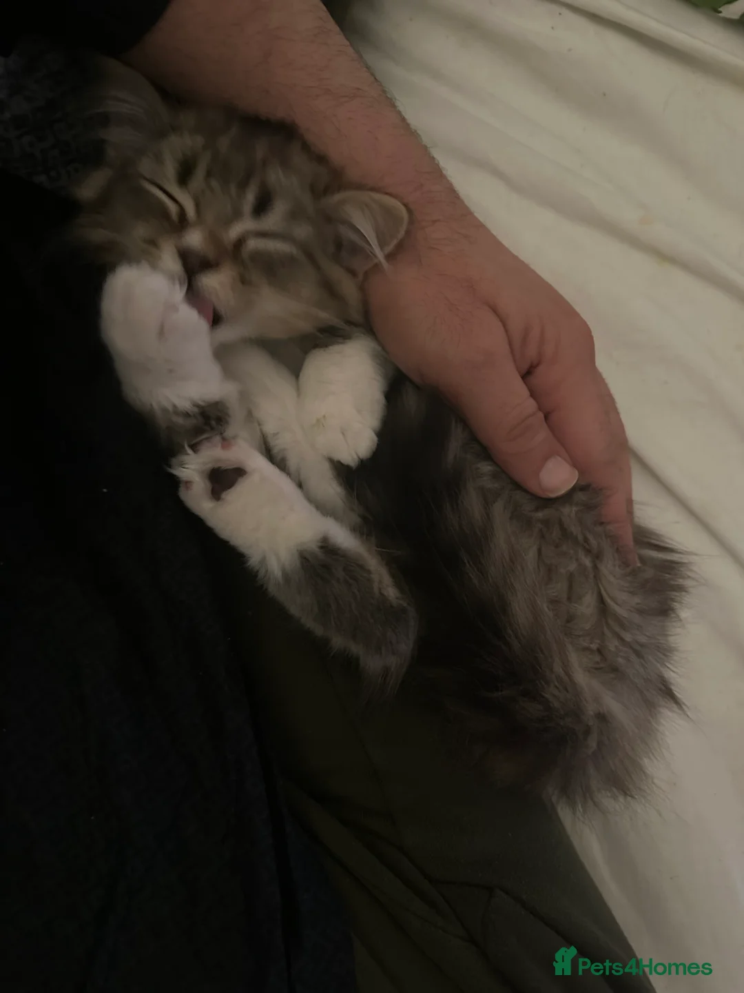 Mixed Breed cats for sale: Handsome petite mixed breed kitten for sale - Advert 7