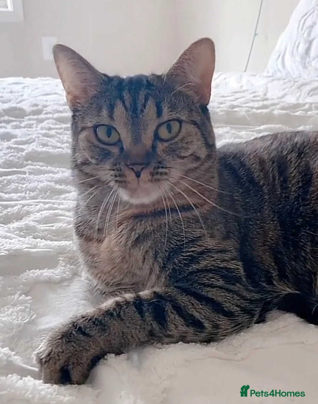 Mixed Breed cats for sale: Cute kittens looking for a forever home 🏡 💗 - Advert 2